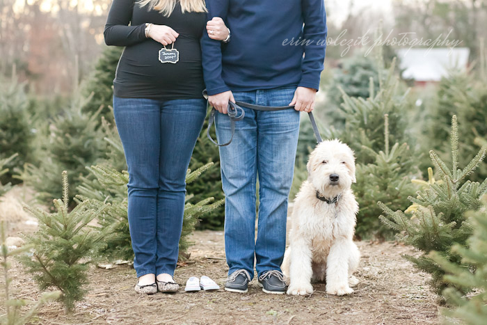 expecting announcement with westie . maternity photographer ~ southborough, ma